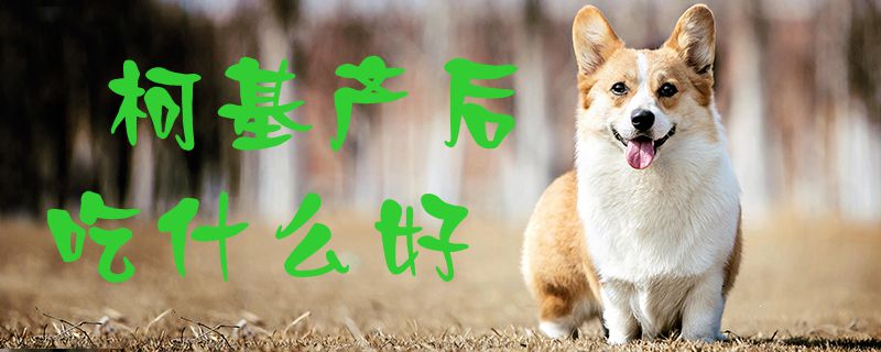 柯基产后吃什么好